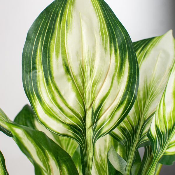 24  Greenery Hosta Bush For Sale