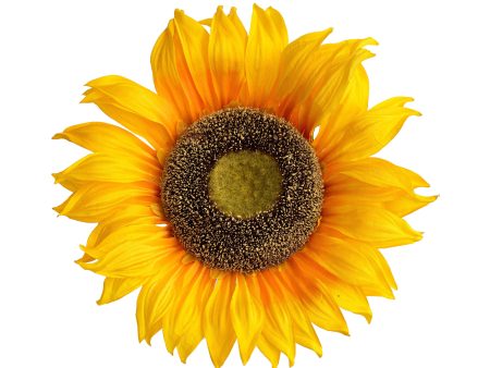 11  Sunflower Head Sale