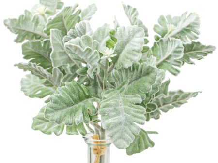 12  Dusty Miller Bundle (3) Online Hot Sale