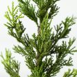 23  Cedar Pine Spray For Cheap