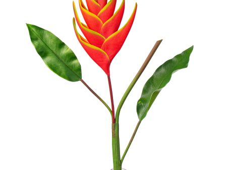 37  Heliconia Lobster Claw Flower: Yellow & Orange Cheap