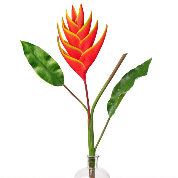 37  Heliconia Lobster Claw Flower: Yellow & Orange Cheap