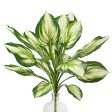 24  Greenery Hosta Bush For Sale