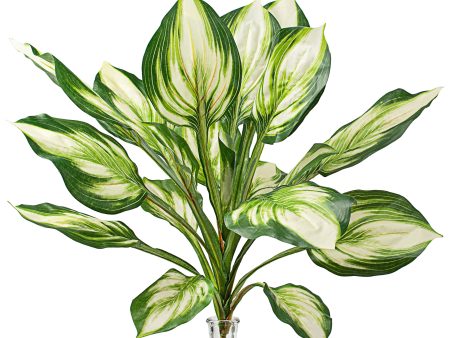 24  Greenery Hosta Bush For Sale