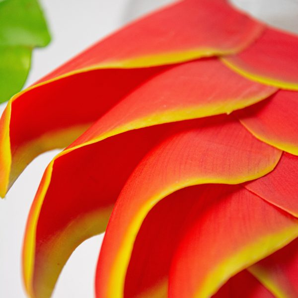 37  Heliconia Lobster Claw Flower: Yellow & Orange Cheap