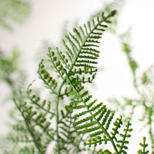 41  Ruffle Fern Spray Sale