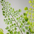 22  Maidenhair Fern Spray on Sale