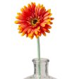 22  Gerbera Daisy Stem: Orange Online now