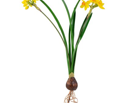 21  Paperwhite Flower Bulb Stem: Yellow Fashion