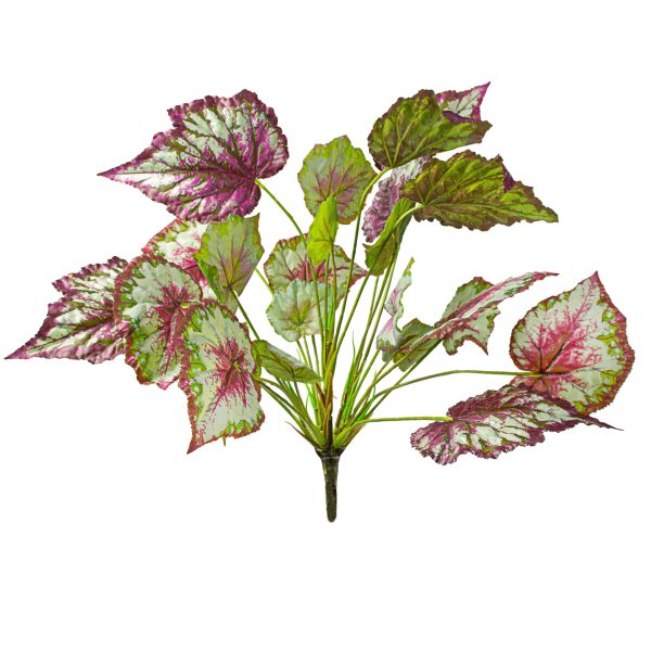 17  Begonia Foliage Bush Online now