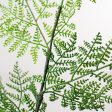 41  Ruffle Fern Spray Sale