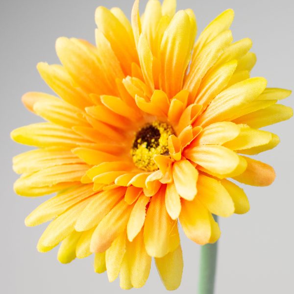 22  Gerbera Daisy Stem: Yellow For Cheap