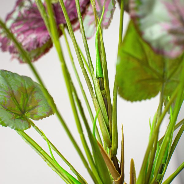 17  Begonia Foliage Bush Online now