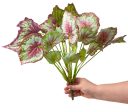 17  Begonia Foliage Bush Online now