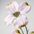 27  Dogwood Stem: Pink For Sale