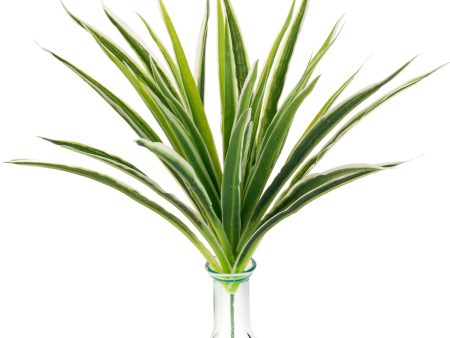 12  Cymbidium Orchid Grass Spray For Discount