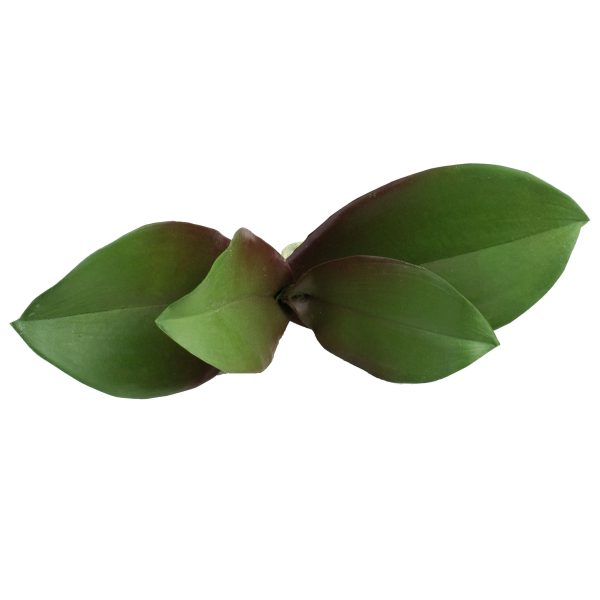 10  Phalaenopsis Orchid Leaves Pick on Sale