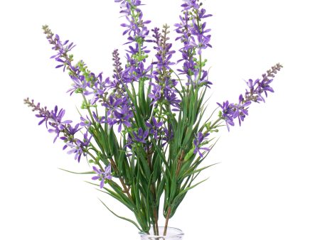 13  Lavender Bush Online