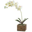 10  Phalaenopsis Orchid Leaves Pick on Sale