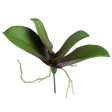 10  Phalaenopsis Orchid Leaves Pick on Sale