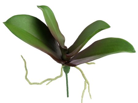 10  Phalaenopsis Orchid Leaves Pick on Sale