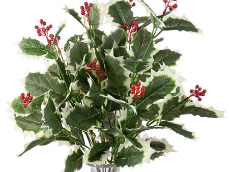 Holly Berry Bush: Variegated (12) Fashion