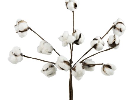 12  Cotton Ball Stem Bunch (7) Online now