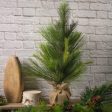 24  Evergreen Small Christmas Tree Supply